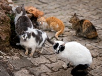 妻の猫に対する執着がすごすぎて離婚した夫婦の事例（シンガポール）
