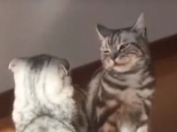 これぞおいらのフィニッシュホールドにゃ！MMAファイターとしての修行に励む猫たち