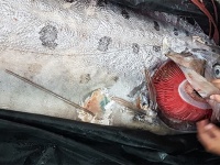 漁師もびっくり。チリで神秘の深海魚「リュウグウノツカイ」がほぼ無傷の状態で捕獲される