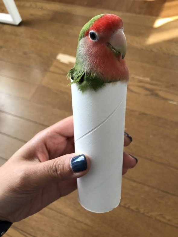 ひかる（＠pilipilipilikka）さんのツイート