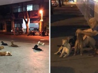 脳卒中で倒れた飼い主を心配した6匹の犬が病院の前で夜通し待っていた（ブラジル）