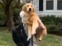 36キロの愛。飼い主が帰宅すると飛び込んでくる犬の愛情表現に関する海外の反応