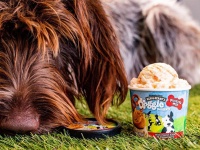アイスメーカー「ベン&ジェリーズ」が犬用アイスを新発売