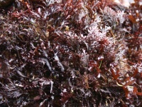 炒めたらベーコンの味がする海藻を発見！―アメリカ