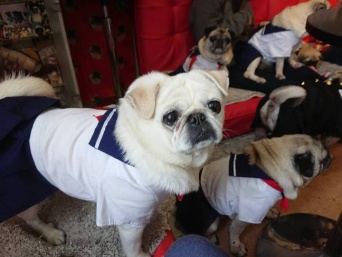 京都パグカフェLivingroomのプレスリリース画像