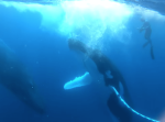 ザトウクジラとダイバーがハイタッチ！その美しすぎる映像に目が奪われてしまう。