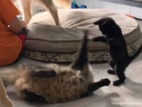 喧嘩を売るのがオイラの仕事！犬や猫に奇襲攻撃を仕掛ける元気いっぱい多指症の猫
