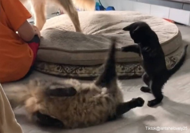 喧嘩を売るのがオイラの仕事!犬や猫に奇襲攻撃を仕掛ける元気いっぱい多指症の猫