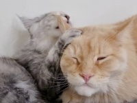「もうやめて！」「いや、もうお前しかおらんから…！」メインクーンの伯父ちゃん、ひとりのこった子猫に全愛情を注ぎまくる