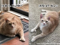 体重15キロの太っちょ猫、新たな飼い主の元ダイエットに成功！ビフォア・アフターでこんなに違う