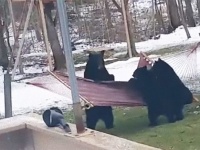 リラックマしたかった。民家の裏庭でハンモックをたしなもうとする３匹のクマのドタバタ