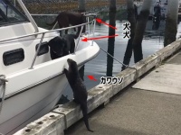 ともだち？ともだち？2匹の犬と遊んでほしすぎるカワウソ（アメリカ）