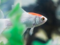 画像はイメージです