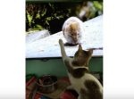 ついつい…！　テレビに映るラットを捕まえようとする猫。