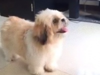 「お尻はどこ？」と聞かれると「はいどうぞ！」と真摯な瞳で見せてくれる犬の愛くるしさ