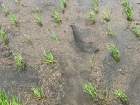 田んぼへの〝巨大侵入者〟に1.2万人驚がく　「ここまで大きいのはなかなか」「見たことないです！」と話題に
