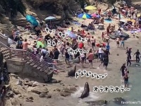 アシカの襲来。浜辺で人間たちを追いかけまわす珍光景