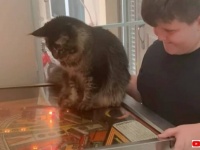 玉遊びなら任せるニャ！愛猫メインクーン、ピンボールで遊ぶ坊ちゃんのお手伝いをする