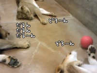 だる～ん、ぽよ～んでけだるさ無限大。ライオンたちのボール遊びがゆるすぎた。