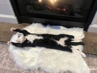 暖炉と敷物で簡単にできる猫の干物の作り方【キャットハック】