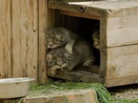 「まだ遠くへは行っちゃダメ！」マヌルネコの子猫たち、お母にゃんに見守られて外の世界を初体験