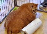 【巨体】明らかに規格外！大き目サイズの猫ちゃんたち
