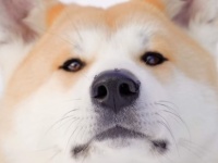 今度のグーグルカーは秋田犬！秋田犬3匹が背にカメラをつけ、秋田県大館市のストリートビューを作ったよ！