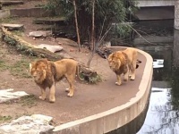 たまにはこんなこともあるさ、どんまい！百獣の王、うっかり水に落っこちる