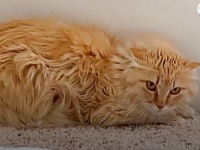 「ニンゲンなんて大嫌いニャ！」寒さから逃れるために家に入ってきた猫、180度大変身の甘えん坊に大変身