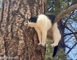 どうしてこうなった？猫が木の枝に挟まり救助され、無事飼い主と再会