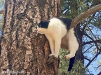 どうしてこうなった？猫が木の枝に挟まり救助され、無事飼い主と再会
