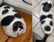 劇的ビフォーアフター！体重18kg超えの猫が7kgの減量に成功