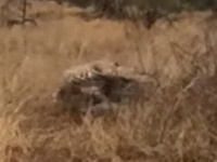 ヒョウに襲われているイボイノシシを助けに来たハイエナ