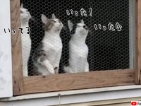 俺ならもっとうまくやれる...3匹の猫、窓越しからボール投げにエア参加中