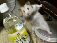 「待たせたな！」って言ってそう　アクション俳優並みに躍動するハムスターが激写される