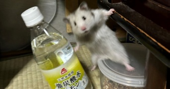 「待たせたな！」って言ってそう　アクション俳優並みに躍動するハムスターが激写される