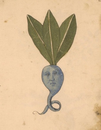 15世紀のイタリアの植物手稿「ハーバリウム」の挿絵がヴォイニッチ手稿っぽくて癖になる