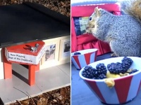モニターはスマホで。リスの為に専用の映画館を作り上げた男性