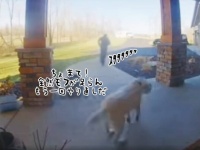 全然モフが足りない。配達員が置いた荷物を口にくわえ、やり直しをさせようとする犬