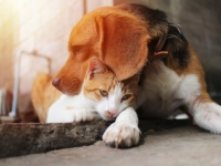 動物は仲間の死を悲しむのか？それを科学的に解明することは可能なのか？