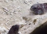 これが魚の喧嘩！？『こらぁ！』砂の掛け合いっこをする魚たちが可愛い…。