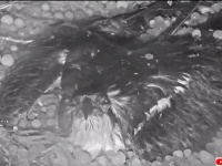 鉄槌のごとく降り注ぐ雹に打たれながら卵を守り抜いたミサゴの母鳥