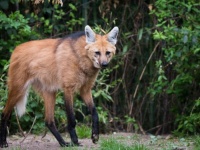 絶滅危惧種のタテガミオオカミを間近で見ることができるブラジルの修道院「サンチュアリオ・ド・カラサ」