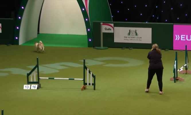 犬の障害物競争で懸命に走り回るジャックラッセルテリアが可愛すぎ！