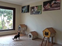 庭住みの居候猫が家猫に？冬を前にダルタニャンたち専用のお部屋を作ったよ