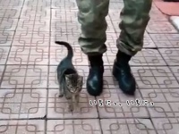イチニッ！イチニッ！兵隊さんの行進に合わせて足踏みをする子猫（トルコ）