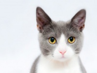 女性トラブルの暗示かも。「猫が出てくる夢」の意味16選