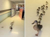 今年もちょっと通りますよ。毎年恒例、マガモ親子御一行様が病院内を横断中（アメリカ）