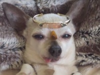 今週のベストペットたち。飼い主さんとペットたちの仲良し映像総集編