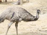 ​群馬県でエミュー逃走して捕獲される。変わったペットを飼ってる芸能人